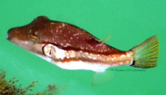  Canthigaster rivulata (Brown-lined Puffer)